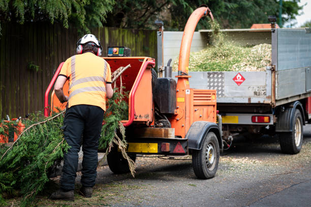 Palm Tree Trimming in Irondale, AL